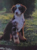 Mini Bernedoodle For Sale Sugarcreek OH Male-Leo