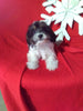 F1 Cavapoo For Sale Sugarcreek OH Male-Ace