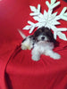 F1 Cavapoo For Sale Sugarcreek OH Male-Ace