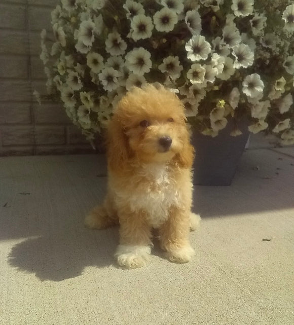 Bichpoo For Sale Millersburg Oh Male-Riley