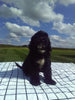 Cavapoo For Sale Millersburg OH Female-Sofie