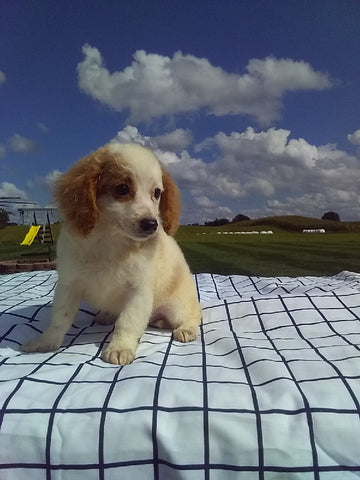 Cavapoo For Sale Millersburg OH Female-Sally