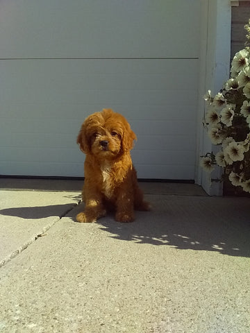 Cavapoo For Sale Millersburg OH Female-Rosy