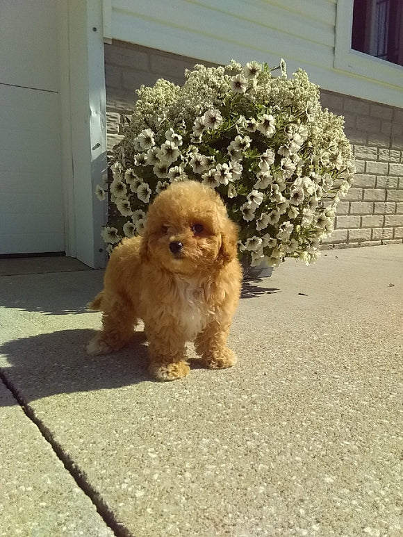 Bichpoo For Sale Millersburg OH Male-Wiley