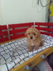 Maltipoo For Sale Millersburg OH Female-Candy