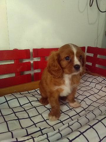 ACA Registered Cavalier KCS For Sale Millersburg OH Male-Riley