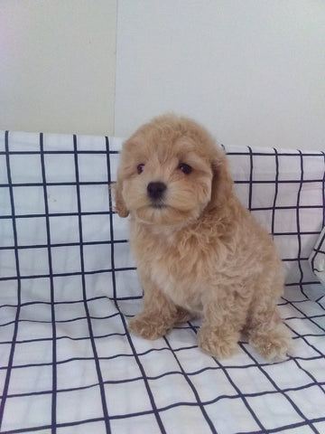 Maltipoo For Sale Millersburg OH Female-Tammie