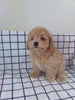 Maltipoo For Sale Millersburg OH Female-Tammie