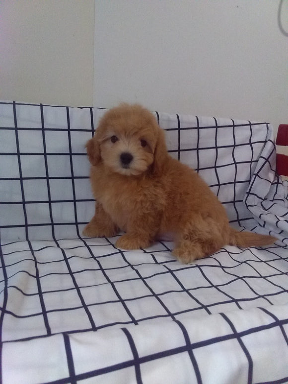 Maltipoo For Sale Millersburg OH Male-Teddy