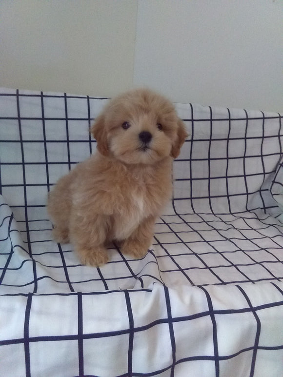 Maltipoo For Sale Millersburg OH Male-Toby