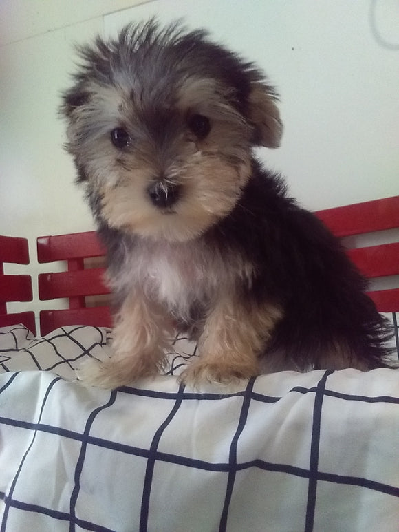 Morkie For Sale Millersburg OH Male-Snickers