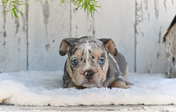 AKC French Bulldog For Sale Baltic OH-King