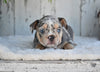 AKC French Bulldog For Sale Baltic OH-King
