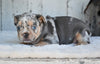 AKC French Bulldog For Sale Baltic OH-King
