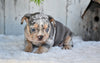 AKC French Bulldog For Sale Baltic OH-King