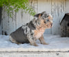 AKC French Bulldog For Sale Baltic OH-King