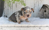AKC French Bulldog For Sale Baltic OH-King