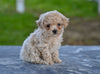 Toy Poodle For Sale Millersburg OH Lilly