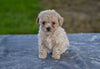 Toy Poodle For Sale Millersburg OH Lilly