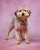 Mini F1B Aussiedoodle For Sale Applecreek OH Female-Francesca