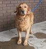 AKC Registered Golden Retriever For Sale Millersburg OH Female-Basil