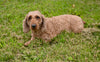 ACA Adult Miniature Poodle For Sale Fresno OH-Max