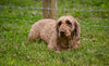 ACA Adult Miniature Poodle For Sale Fresno OH-Max