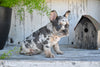 AKC French Bulldog For Sale Baltic OH Max