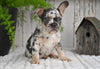 AKC French Bulldog For Sale Baltic OH Max
