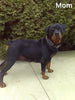 AKC Registered Rottweiler For Sale Sugarcreek OH Female-Harper