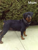 AKC Registered Rottweiler For Sale Sugarcreek OH Female-Lily