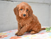 Miniature Poodle Puppy For Sale Fresno Ohio-Monty