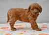 Miniature Poodle For Sale Fresno Ohio-Molly