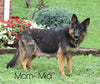 AKC Registered German Shepherd For Sale Millersburg OH Female-Nicki