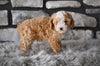 Toy Poodle For Sale Sugarcreek OH-Oliver