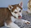 German Shepherd-Siberian Husky For Sale Holmesville OH-Pepper