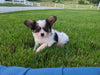 ICA Registered Papillon For Sale Millersburg OH Male-Jimmy