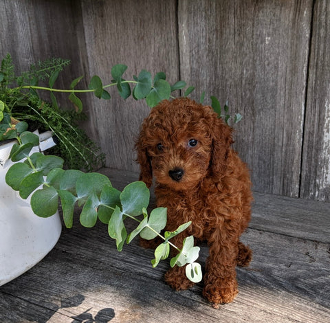 AKC Registered Mini Poodle For Sale Millersburg OH Female-Tori