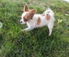ICA Registered Papillon For Sale Millersburg OH Male-Chip