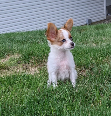 ICA Registered Papillon For Sale Millersburg OH Male-Chip