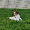 ICA Registered Papillon For Sale Millersburg OH Female-Daisy