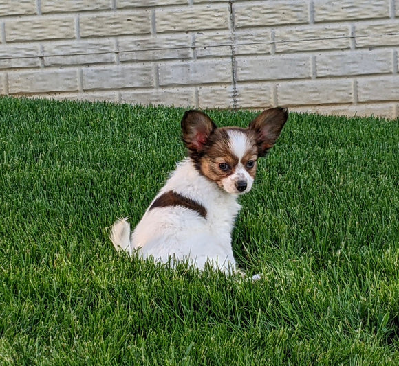 ICA Registered Papillon For Sale Millersburg OH Female-Daisy