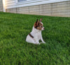 ICA Registered Papillon For Sale Millersburg OH Female-Daisy
