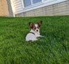 ICA Registered Papillon For Sale Millersburg OH Female-Daisy