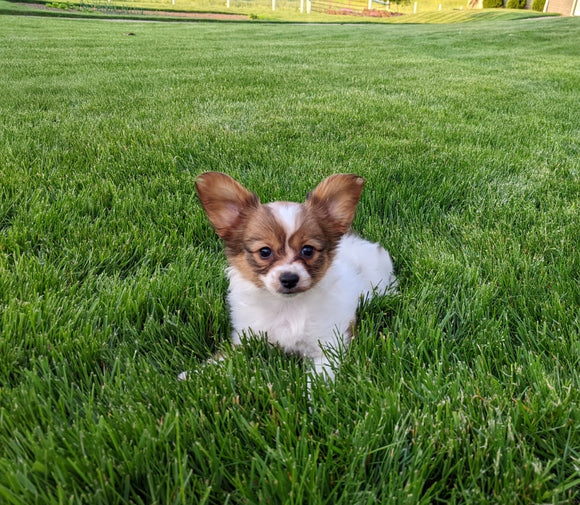 ICA Registered Papillon For Sale Millersburg OH Female-Dolly