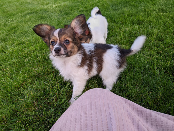 ICA Registered Papillon For Sale Millersburg OH Male-Blake