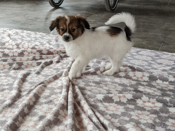 ICA Registered Papillon For Sale Millersburg OH Female-Ginger