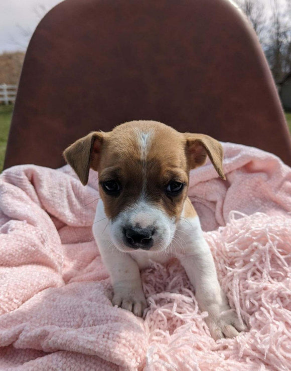 Jack Russell Terrier For Sale Fredericksburg OH Female-Posie