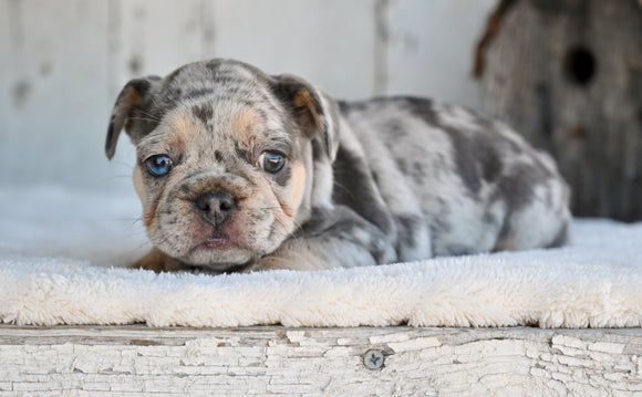 AKC French Bulldog For Sale Baltic OH Princess