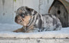 AKC French Bulldog For Sale Baltic OH Princess